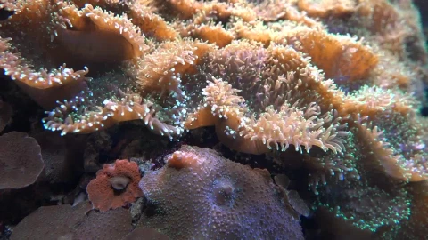 Stock Video Coral Reef Underwater Live Wallpaper For PC - Free Live Wallpaper
