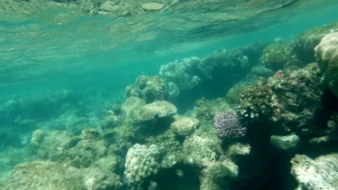 Stock Video Coral Reef In Shallow Water Live Wallpaper For PC - Free Live Wallpaper