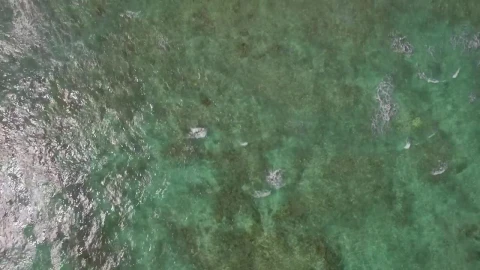 Stock Video Coral Just Below The Surface Live Wallpaper For PC - Free Live Wallpaper