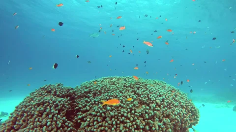Stock Video Coral Fish Swimming Off The Coast Live Wallpaper For PC - Free Live Wallpaper