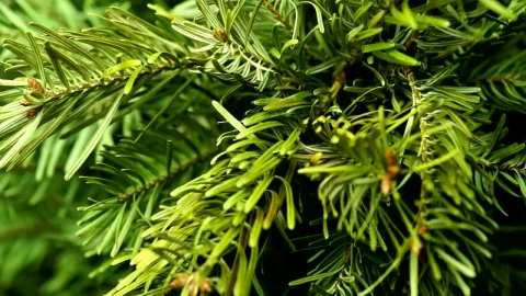 Stock Video Coniferous Tree Close Up Live Wallpaper For PC - Free Live Wallpaper