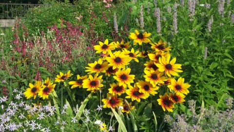 Stock Video Community Garden Of Wildflowers Live Wallpaper For PC - Free Live Wallpaper