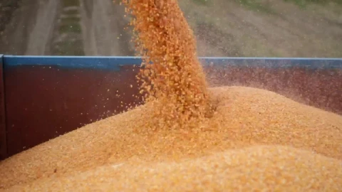 Stock Video Combine Harvester Unloading Live Wallpaper For PC - Free Live Wallpaper