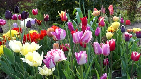 Stock Video Colorful Tulips In The Garden Live Wallpaper For PC - Free Live Wallpaper