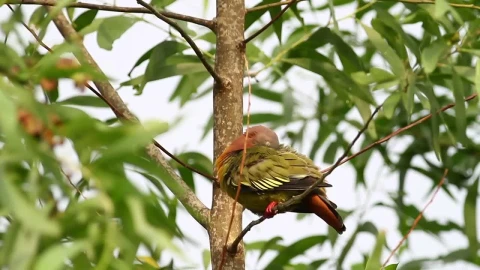Stock Video Colorful Pigeon High Up In A Tree Live Wallpaper For PC - Free Live Wallpaper