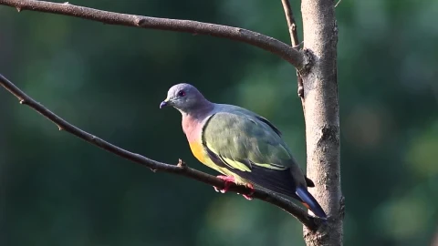 Stock Video Colorful Pigeon In A Tree Live Wallpaper For PC - Free Live Wallpaper