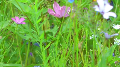 Stock Video Colorful Flowers In The Meadow Live Wallpaper For PC - Free Live Wallpaper