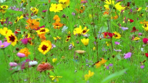 Stock Video Colorful Flower Field Static Shot Live Wallpaper For PC - Free Live Wallpaper