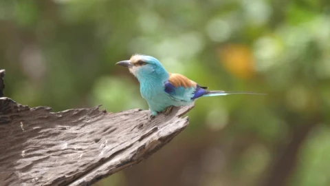 Stock Video Colorful Bird On A Tree Live Wallpaper For PC - Free Live Wallpaper