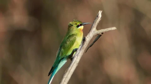 Stock Video Colorful Bird On A Small Branch Live Wallpaper For PC - Free Live Wallpaper