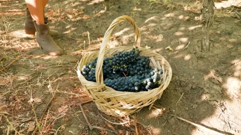 Stock Video Collecting Grapes For Making Wine Live Wallpaper For PC - Free Live Wallpaper