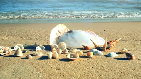 Stock Video Collected Shells Displayed On The Beach Live Wallpaper For PC - Free Live Wallpaper