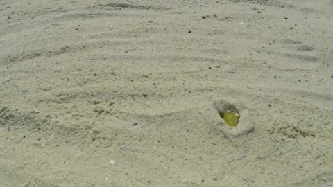 Stock Video Coins Falling On The Sunny Sand Live Wallpaper For PC - Free Live Wallpaper