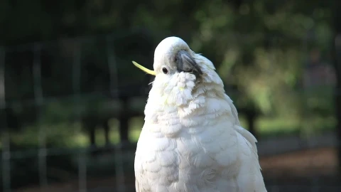 Stock Video Cockatoo Bird Looking At The Camera Live Wallpaper For PC - Free Live Wallpaper