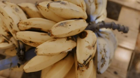Stock Video Cluster Of Small Bananas Closeup Live Wallpaper For PC - Free Live Wallpaper