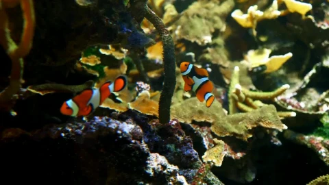 Stock Video Clown Fish Swimming Near More Fish Live Wallpaper For PC - Free Live Wallpaper