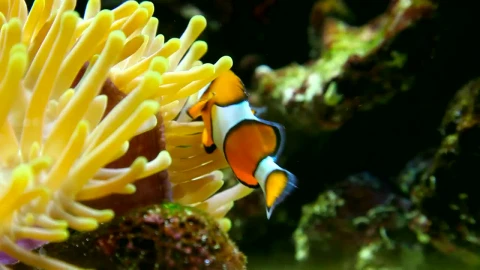 Stock Video Clown Fish In The Reef Live Wallpaper For PC - Free Live Wallpaper