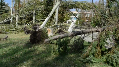 Stock Video Fallen Trees After A Bad Storm Live Wallpaper For PC - Free Live Wallpaper