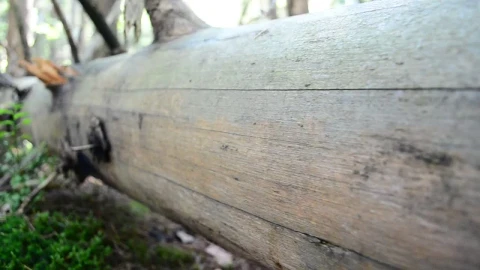 Stock Video Fallen Tree In The Countryside Live Wallpaper For PC - Free Live Wallpaper