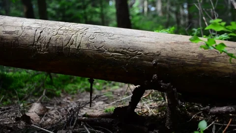 Stock Video Fallen Tree With Ferns Growing Below Live Wallpaper For PC - Free Live Wallpaper
