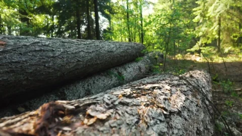 Stock Video Fallen Logs In A Forest Live Wallpaper For PC - Free Live Wallpaper