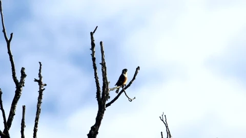 Stock Video Falconet Perched In A Tree Live Wallpaper For PC - Free Live Wallpaper