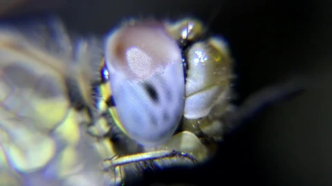 Stock Video Eye Of An Insect Close Up Live Wallpaper For PC - Free Live Wallpaper