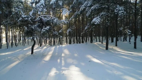 Stock Video Exploring A Forest In Winter Live Wallpaper For PC - Free Live Wallpaper
