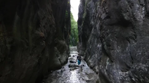 Stock Video Explorer Through A River In The Forest Live Wallpaper For PC - Free Live Wallpaper