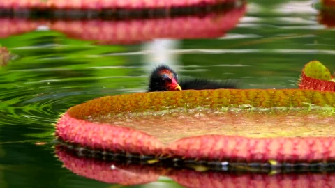 Stock Video Exotic Bird Swimming Among Lotus Flowers In A Lake Live Wallpaper For PC - Free Live Wallpaper