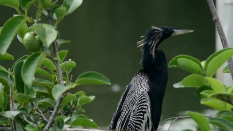 Stock Video Exotic Bird Near A Lake Live Wallpaper For PC - Free Live Wallpaper