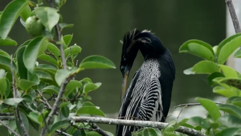 Stock Video Exotic Bird In Its Habitat Live Wallpaper For PC - Free Live Wallpaper