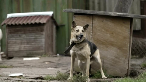 Stock Video Excited Dog In A Yard Live Wallpaper For PC - Free Live Wallpaper