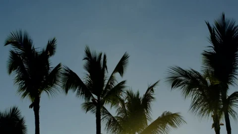Stock Video Evening Sun Shining Through Trees Live Wallpaper For PC - Free Live Wallpaper