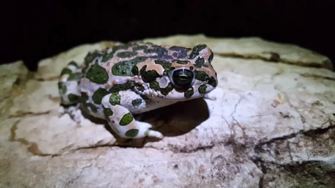 Stock Video European Green Toad Winks Live Wallpaper For PC - Free Live Wallpaper