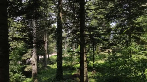 Stock Video Epic Shot Of A Green Forest Live Wallpaper For PC - Free Live Wallpaper