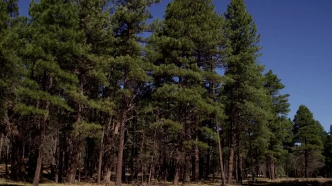 Stock Video Entrance To Forest With Very Tall Pines Live Wallpaper For PC - Free Live Wallpaper