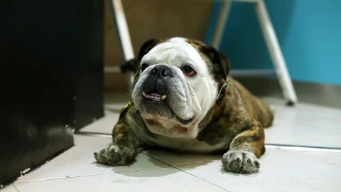 Stock Video English Bulldog Laying On Tiles Live Wallpaper For PC - Free Live Wallpaper