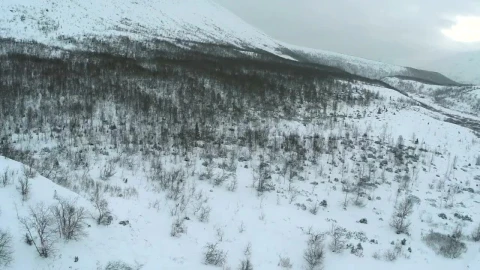 Stock Video Empty Trees Covered In Snow Live Wallpaper For PC - Free Live Wallpaper