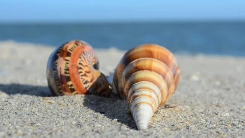 Stock Video Empty Shells On The Beach Live Wallpaper For PC - Free Live Wallpaper
