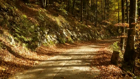Stock Video Empty Road In An Autumn Forest Live Wallpaper For PC - Free Live Wallpaper