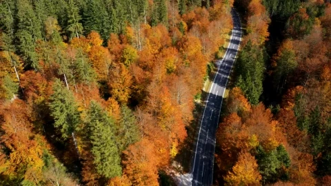 Stock Video Empty Road Between An Autumn Forest Live Wallpaper For PC - Free Live Wallpaper