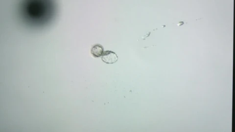 Stock Video Embryo Under A Microscope View Live Wallpaper For PC - Free Live Wallpaper