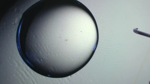 Stock Video Embryo Under A Microscope Live Wallpaper For PC - Free Live Wallpaper