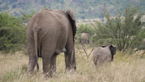 Stock Video Elephants In Tall Grass Live Wallpaper For PC - Free Live Wallpaper