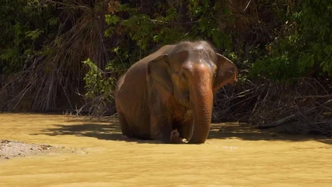 Stock Video Elephants Walking Inside A River Live Wallpaper For PC - Free Live Wallpaper