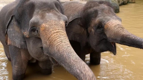 Stock Video Elephants Enjoying The Water Live Wallpaper For PC - Free Live Wallpaper