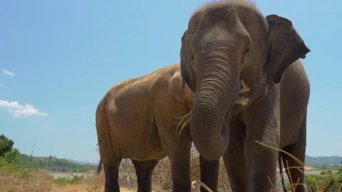 Stock Video Elephants Eating Seen In Detail Live Wallpaper For PC - Free Live Wallpaper
