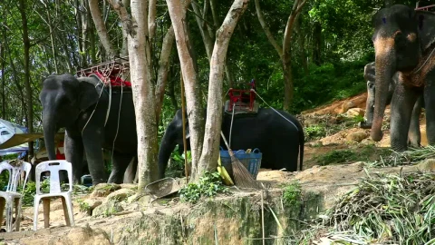 Stock Video Elephants Eating Plants Live Wallpaper For PC - Free Live Wallpaper
