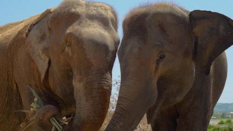 Stock Video Elephants Eating Herbs Close To Each Other Live Wallpaper For PC - Free Live Wallpaper